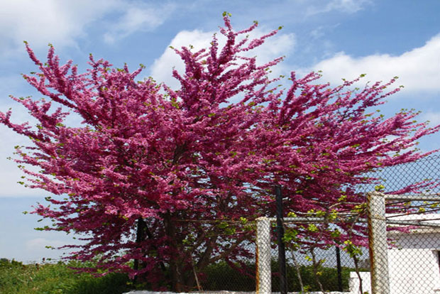 CERCIS siliquastrum