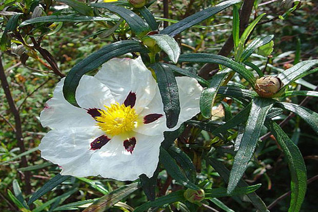 CISTUS