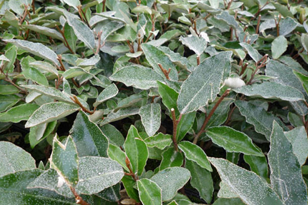 ELAEAGNUS ebbingei Compacta