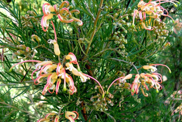 GREVILLEA Desert Flame