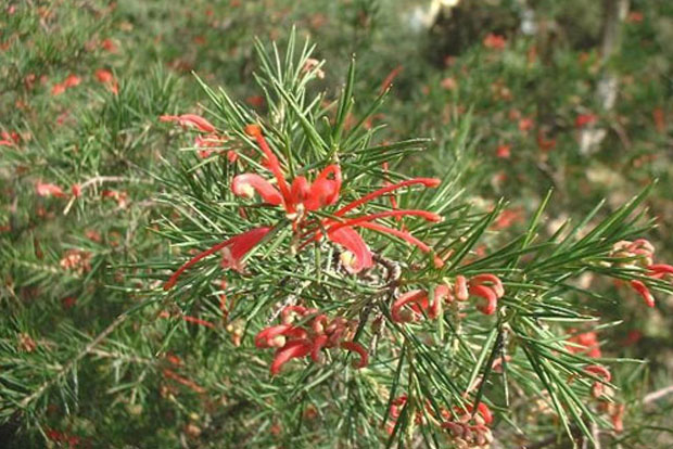 GREVILLEA juniperina