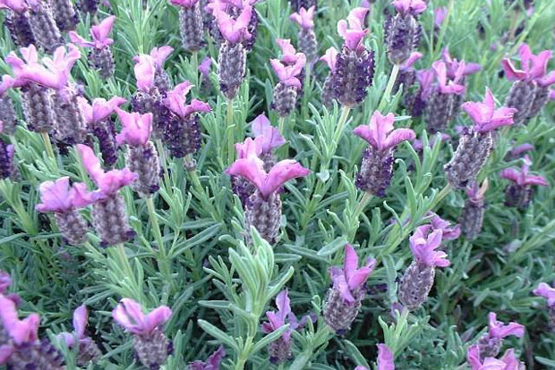 LAVANDULA Stoechas