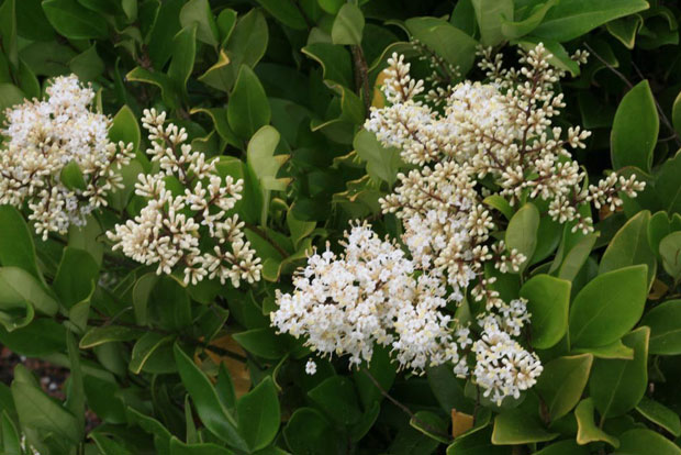 LIGUSTRUM texanum