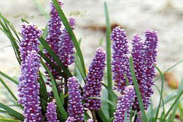 LIRIOPE muscari Majestic