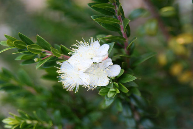 MYRTUS communis Tarentina