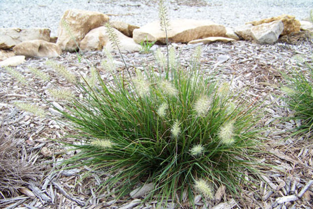 PENNISETUM alopecurioides Little Bunny