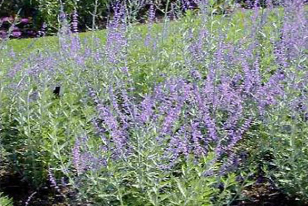 PEROVSKIA atriplicifolia Blue Spire