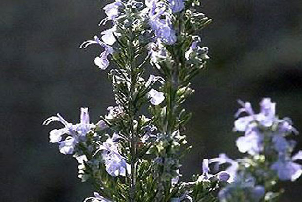 ROSMARINUS officinalis