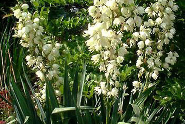 YUCCA filamentosa