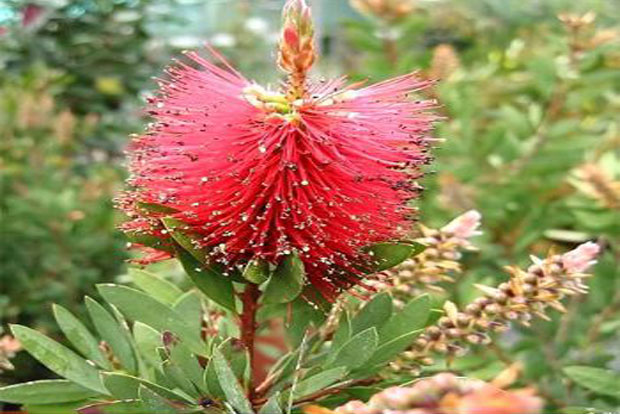 Les plantes résistantes aux sols secs