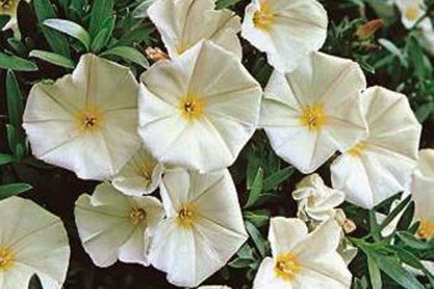 CONVOLVULUS cneorum