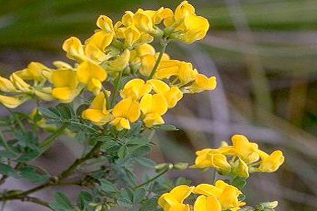 CORONILLA emerus