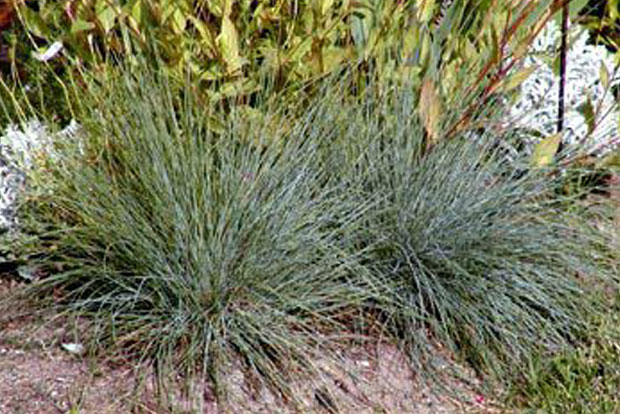 FESTUCA glauca