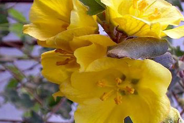 FREMONTODENDRON Pacific Sunset