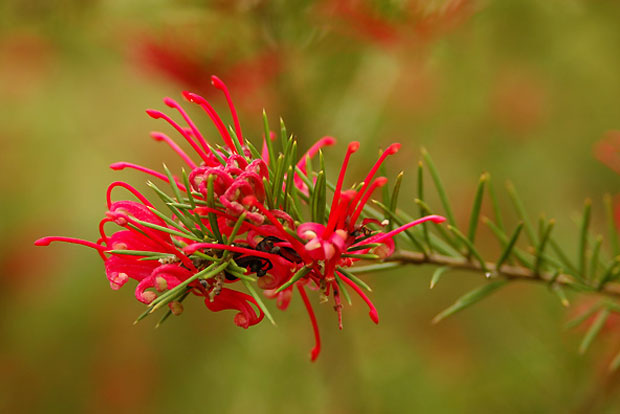 GREVILLEA rosmarinifolia