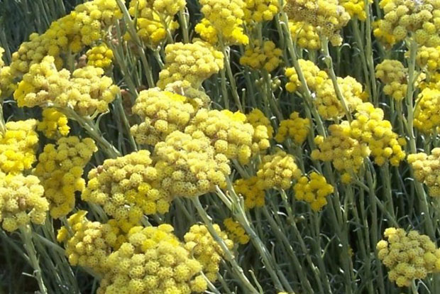 HELICHRYSUM italicum