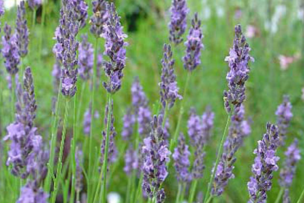 LAVANDULA intermedia x Grosso