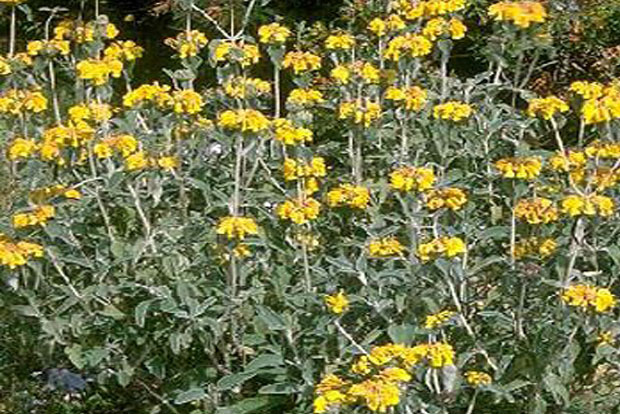 PHLOMIS fruticosa