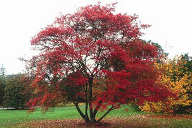 Amelanchier lamarckii