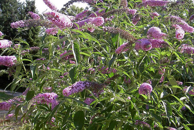 Buddleya davidii