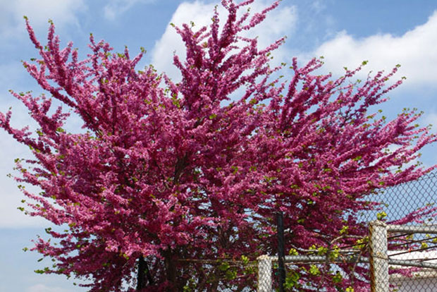 CERCIS siliquastrum