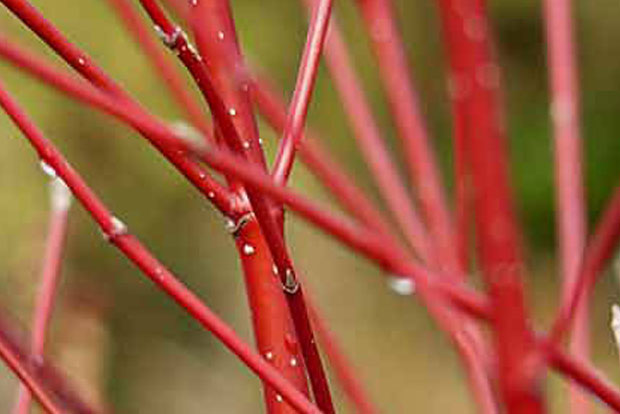 Cornus alba Aurea