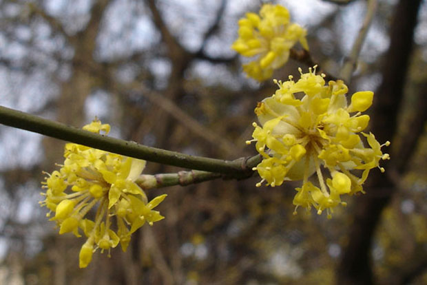 Cornus mas