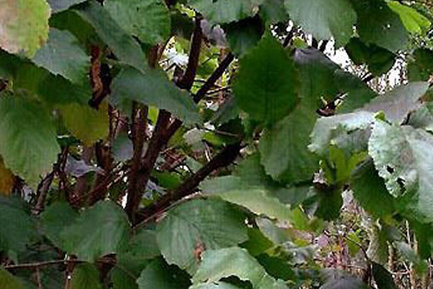 Corylus avellana