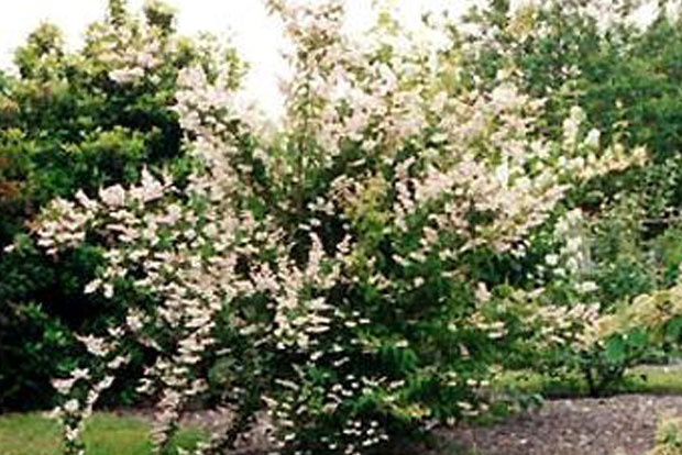 DEUTZIA scabra Pride of Rochester