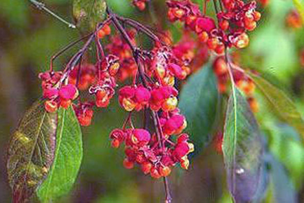 Euonymus europaeus