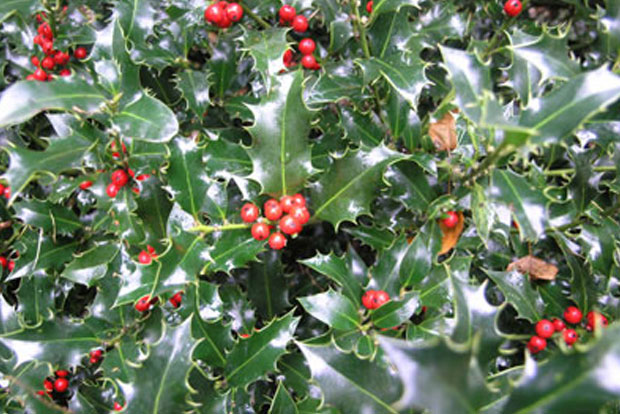 Ilex aquifolium Alaska