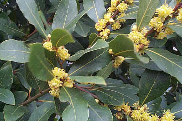 Laurus nobilis