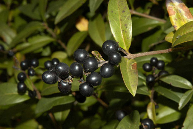 Ligustrum vulgare Atrovirens