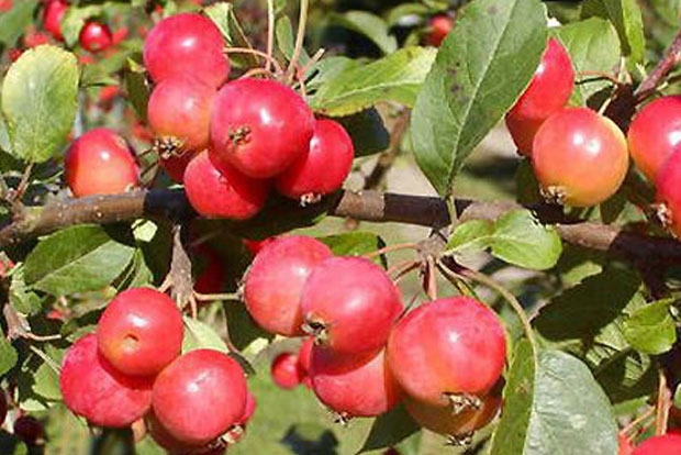 Malus Professor Sprenger