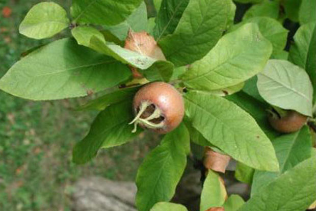 Mespilus germanica