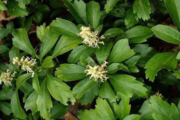 Pachysandra terminalis