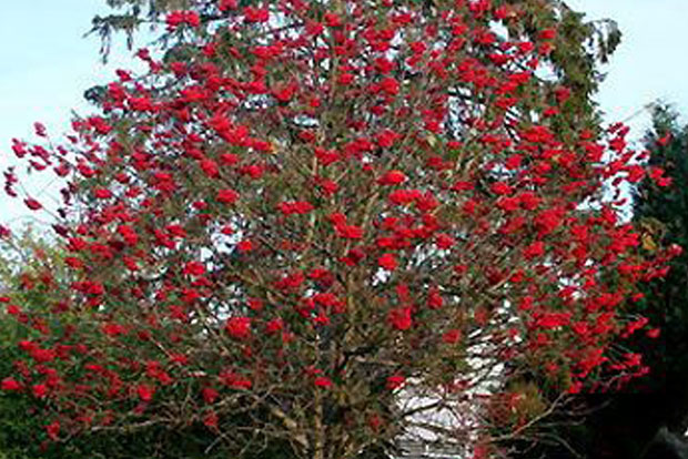 Sorbus aucuparia