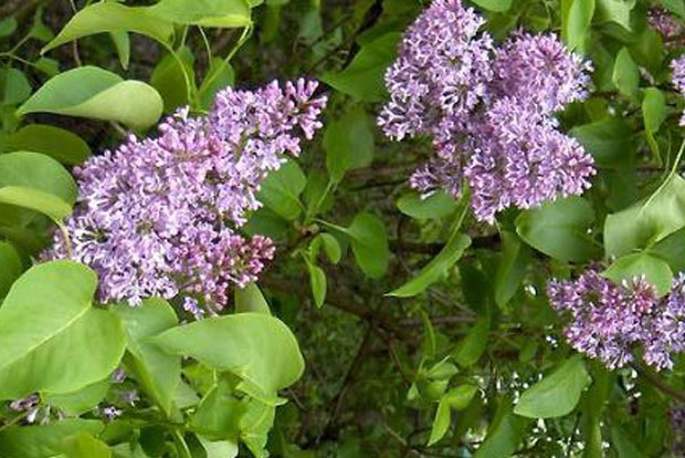 Syringa vulgaris