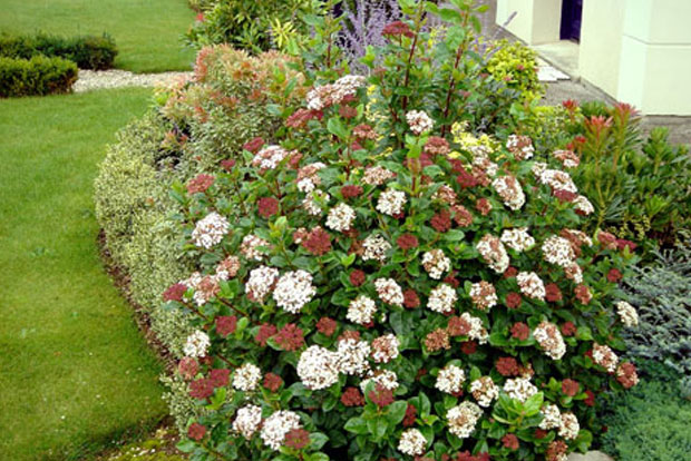 Viburnum tinus Lisarose 'Loren'