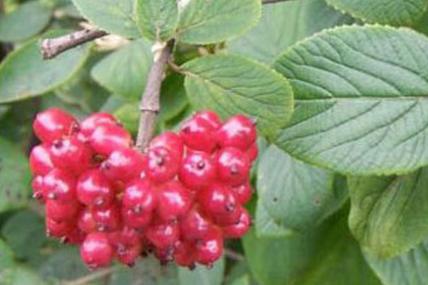 Viburnum lantana