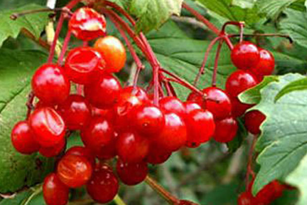 Viburnum opulus