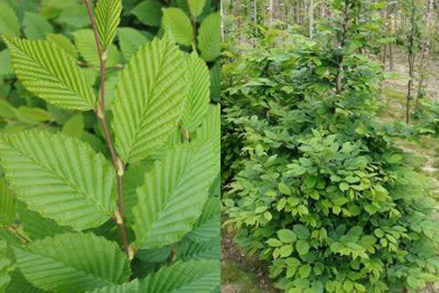 Carpinus betulus