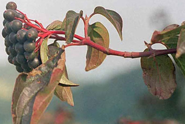 Cornus sanguinea