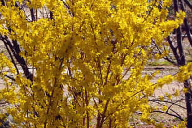 FORSYTHIA intermedia x Lynwood Gold