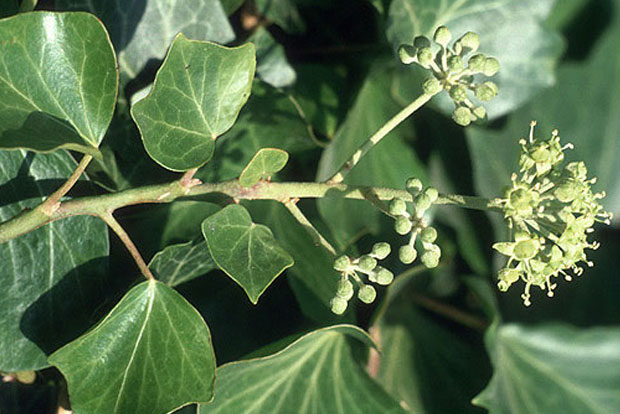 Hedera helix