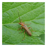 Cantharis rustica