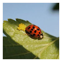 Coccinelle