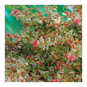 ABELIA grandiflora Mardi gras Cov
