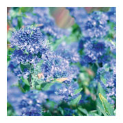 CARYOPTERIS clandoniensis Thetis Cov