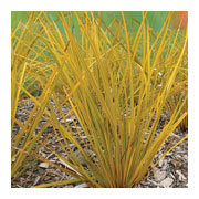 LIBERTIA ixiodes Goldfinger Cov